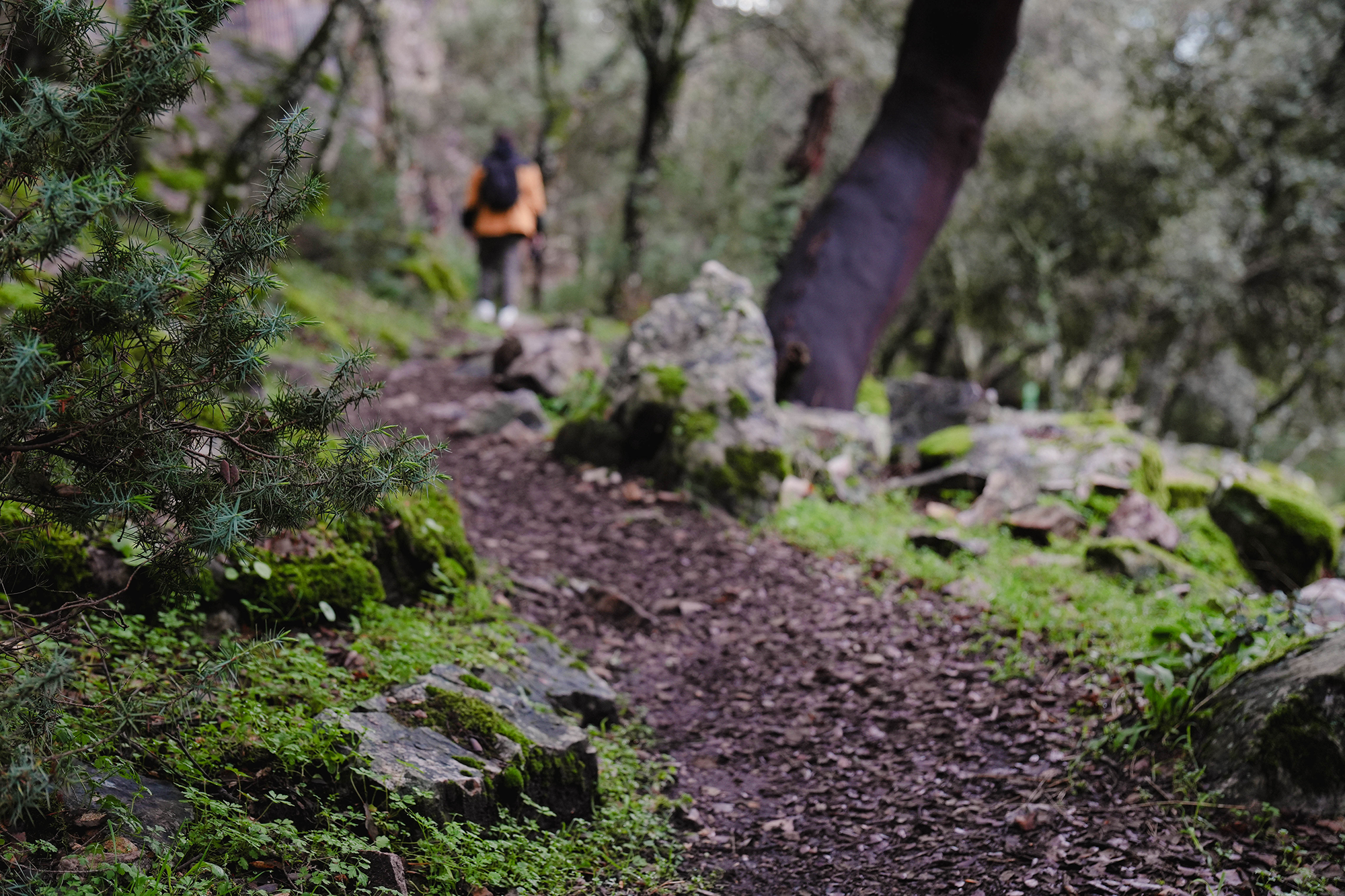 Fotografía de la naturaleza de La Batanera, Fuencaliente, Ciudad Real, capturada por Ikonox Marketing Digital, mostrando el paisaje natural del área.