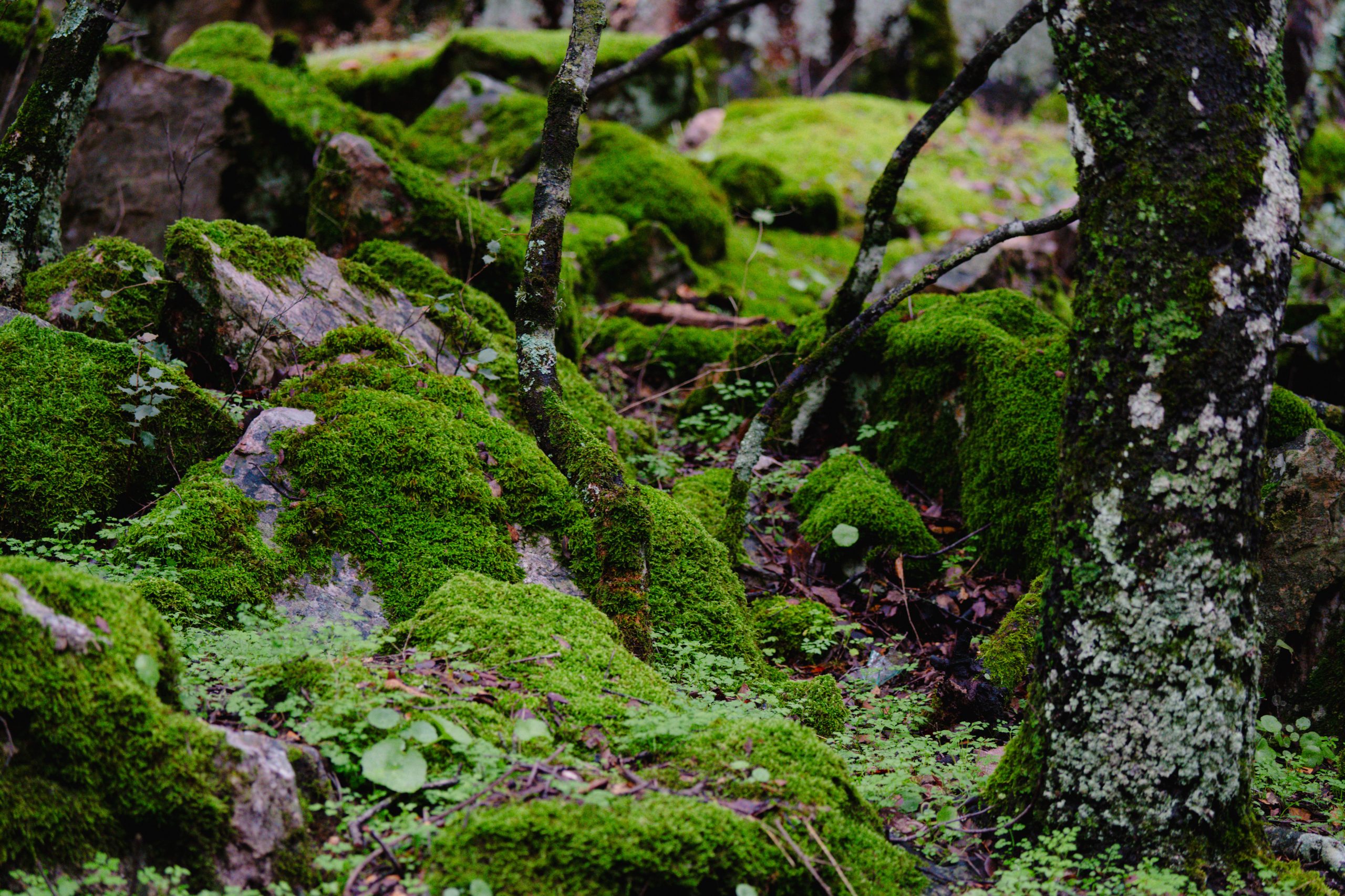Fotografía del Yacimiento de La Batanera, Fuencaliente, Ciudad Real, tomada por Ikonox Marketing Digital.