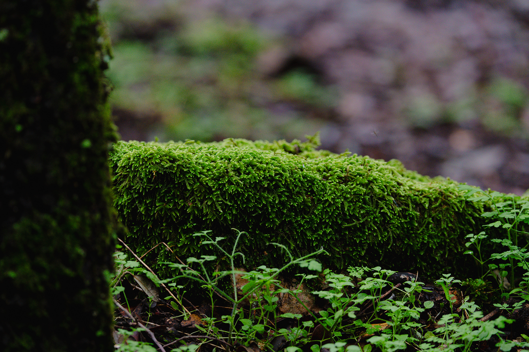 Paisaje natural de Fuencaliente, Ciudad Real, fotografiado por Ikonox Marketing Digital.