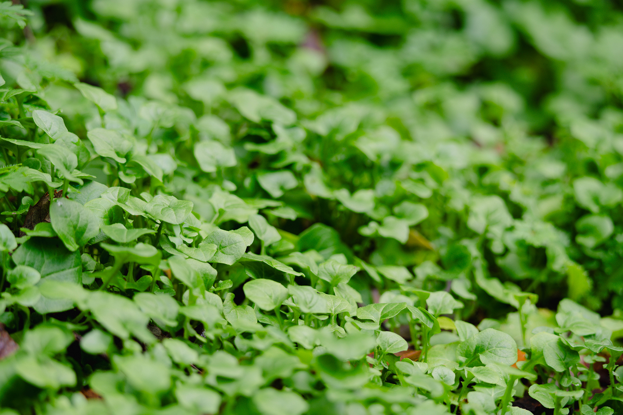 Fotografía de la naturaleza de Fuencaliente, Ciudad Real, capturada por Ikonox Marketing Digital