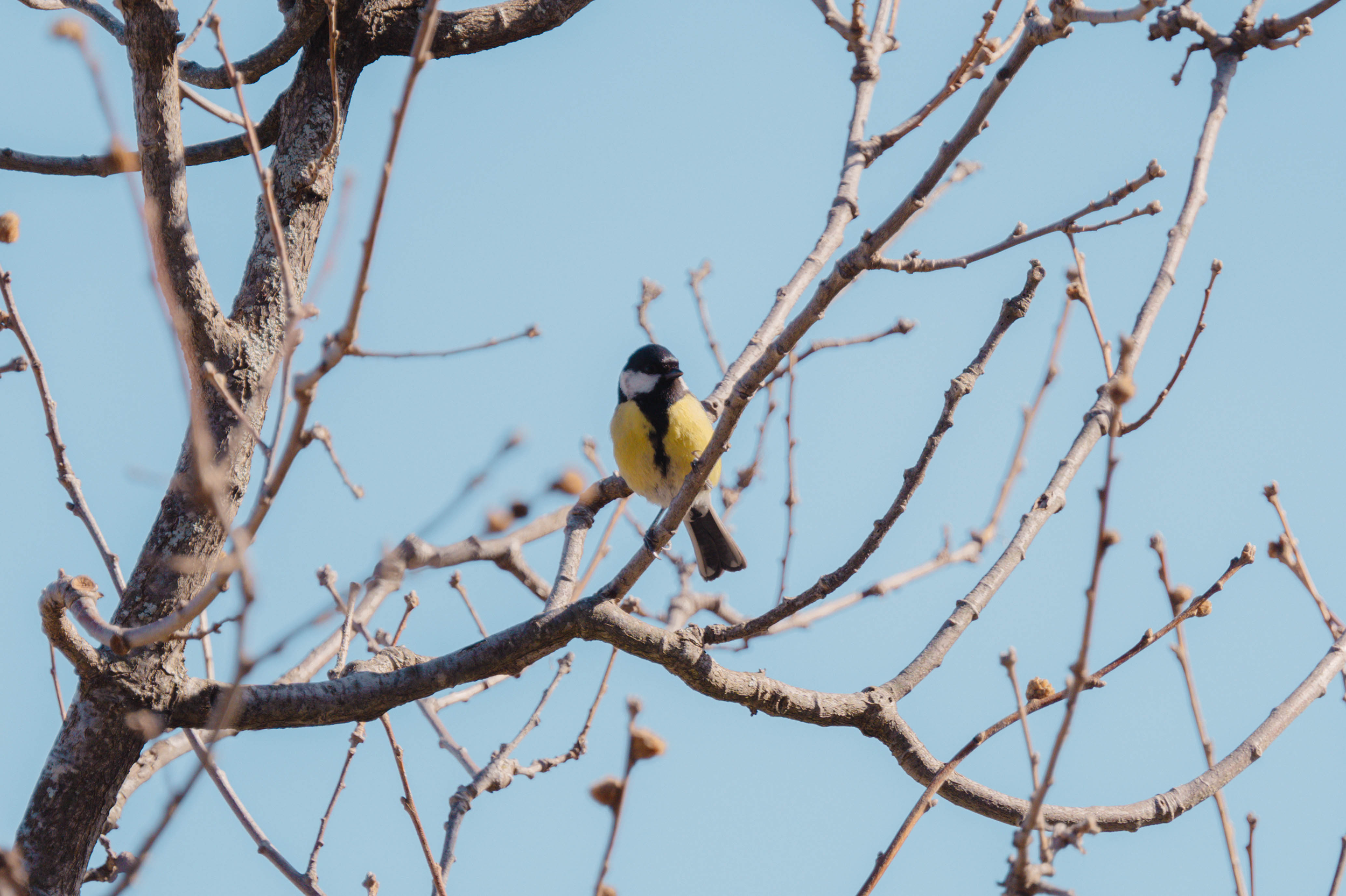 Fotografía de un ave captado en el entorno natural de Fuencaliente, Ciudad Real, realizada por Ikonox Marketing Digital.
