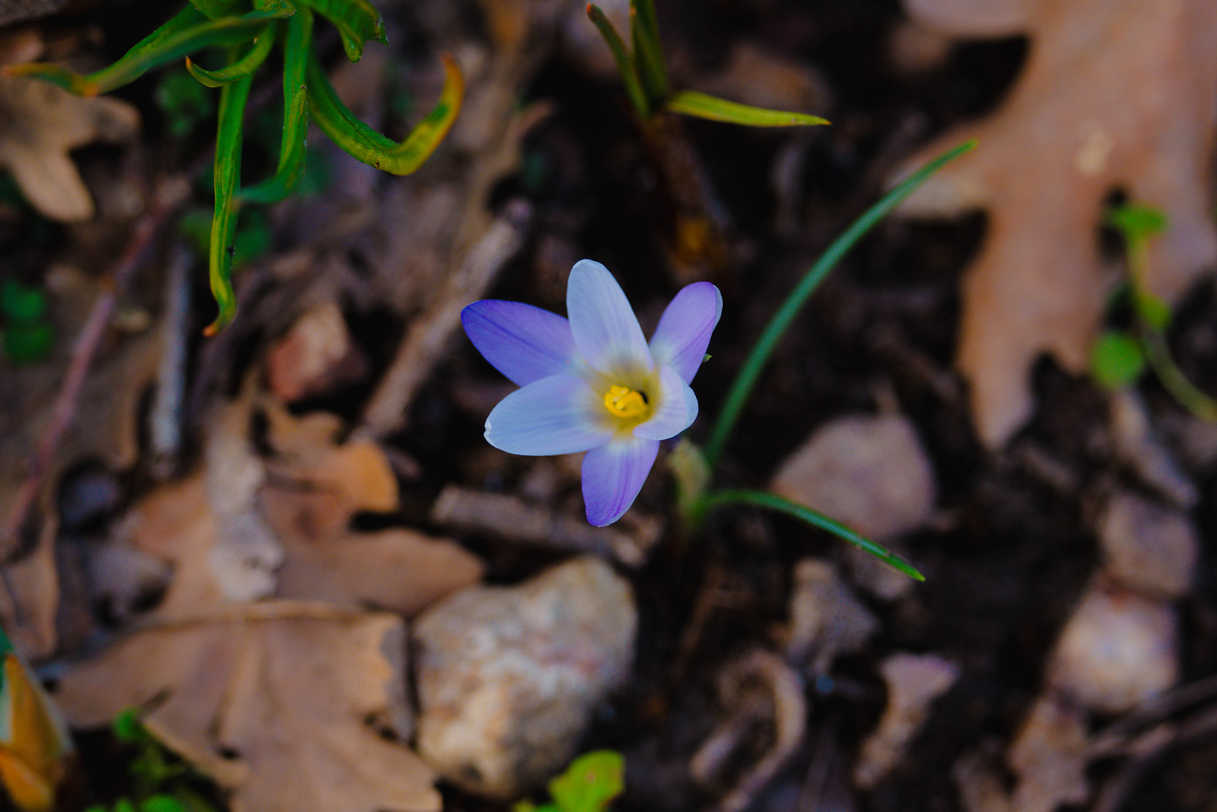 Flor silvestre fotografiada en Fuencaliente, Ciudad Real, por Ikonox Marketing Digital.