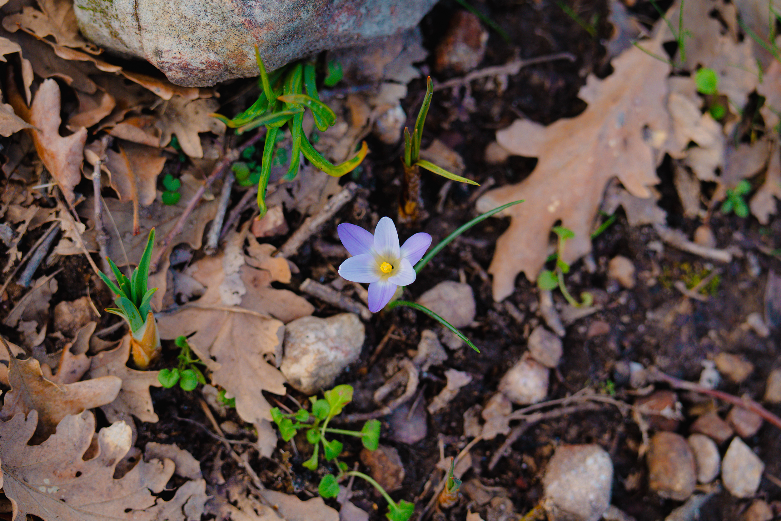 Flor silvestre fotografiada en el entorno natural de Fuencaliente, Ciudad Real, por Ikonox Marketing Digital.